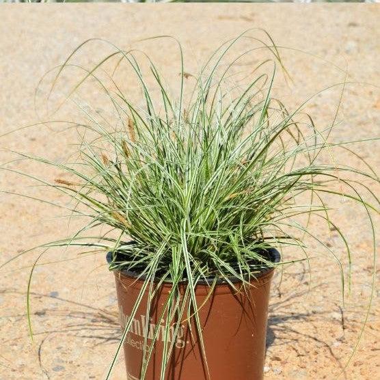 Carex oshimensis 'CarFit01'  - Evercolor® Everest Variegated Sedge - Shipped