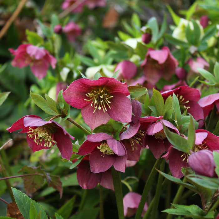 Helleborus x hybridus 'ABCRD02'  - Frostkiss® Anna's Red Lenten Rose - Shipped