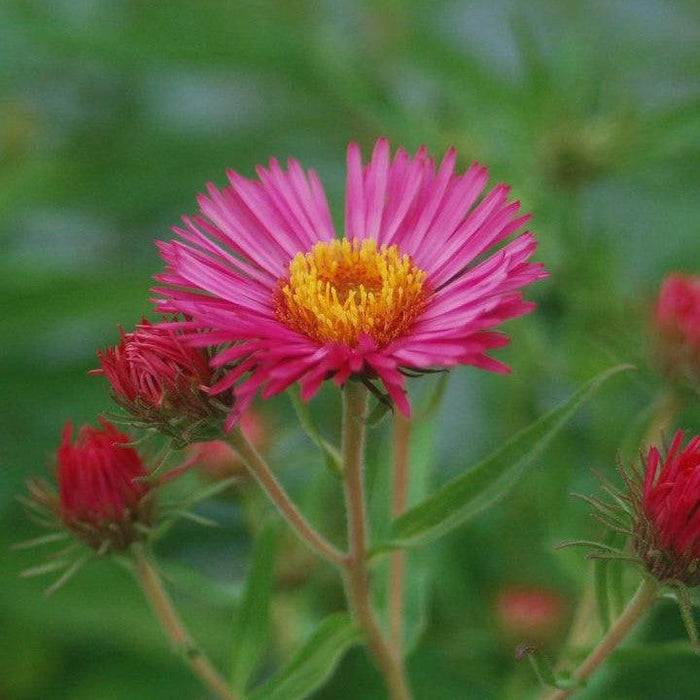 Aster novae-angliae 'Alma Potchke'  - Alma Potchke New England Aster - Shipped