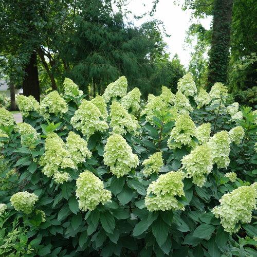 Proven Winners® Limelight Prime® Hydrangea - Shipped