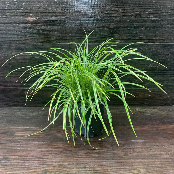 Carex morrowii 'Ice Dance'  - Ice Dance Sedge - Shipped