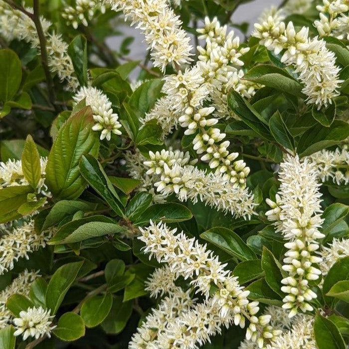Itea virginica 'SMIHGRS'  - Fountains of Rouge™ Sweetspire - Shipped