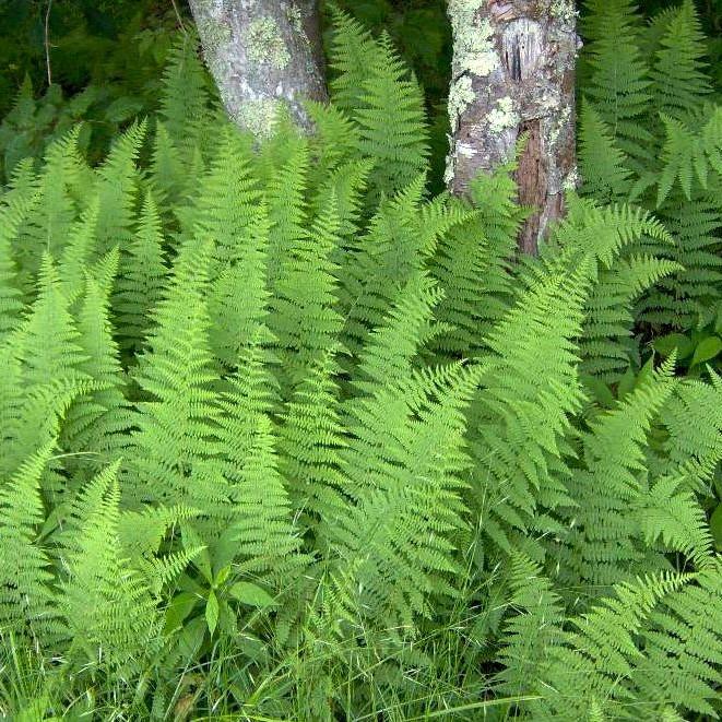 Dennstaedtia punctilobula  - Hayscented Fern - Shipped