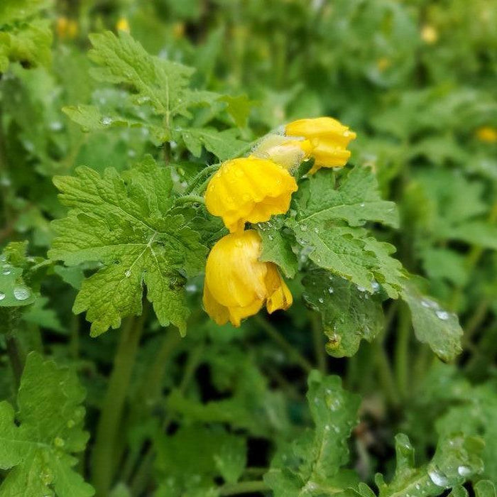 Stylophorum diphyllum  - Celandine Poppy - Shipped