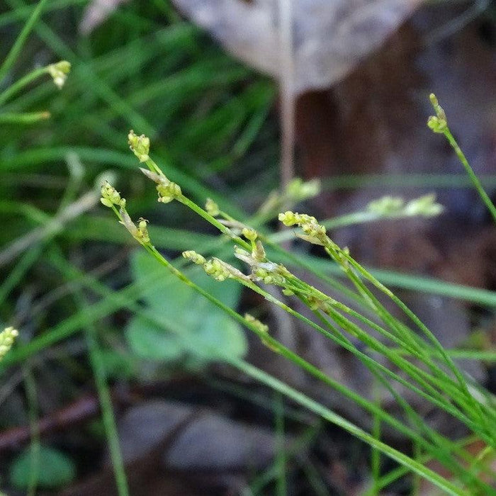 Carex eburnea  - Bristle-leafed Sedge - Shipped