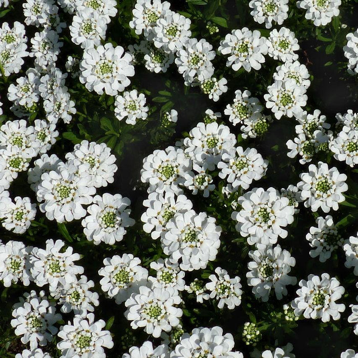 Iberis sempervirens 'Snowsurfer'  - Snowsurfer™ Candytuft - Shipped