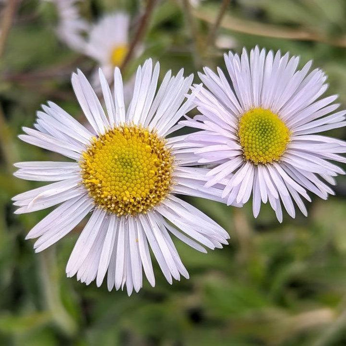 Erigeron pulchellus var. pulchellus 'Lynnhaven Carpet'  - Lynnhaven Carpet Robin's Plantain - Shipped