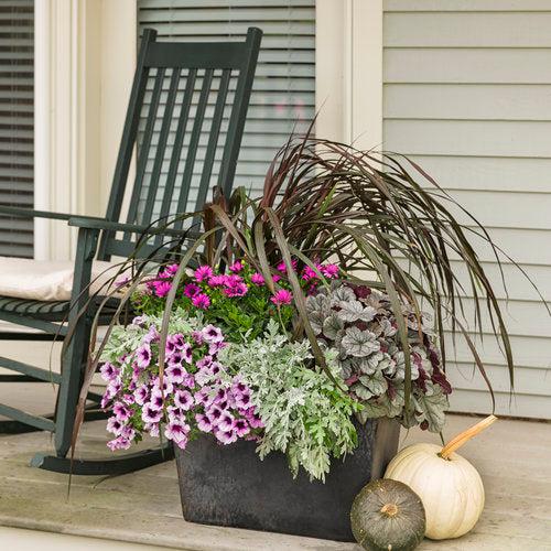 Heuchera 'Silver Gumdrop' PP29207  - Dolce® Silver Gumdrop Heuchera - Shipped