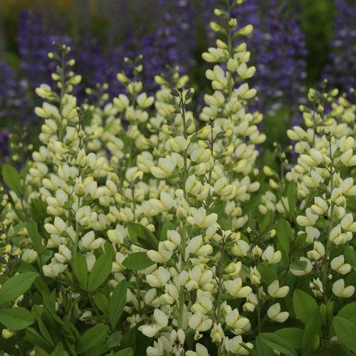 Decadence® Vanilla Cream False Indigo - Shipped