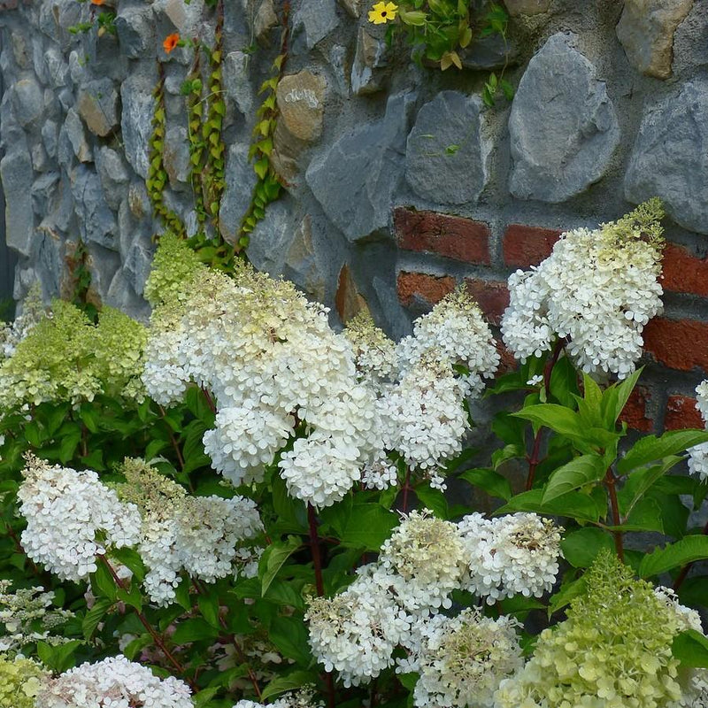 First Editions® Little Hottie® Hydrangea - Shipped