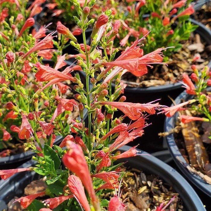Agastache ‘Kudos Red’  - Kudos™ Red Hummingbird Mint, Hyssop - Shipped