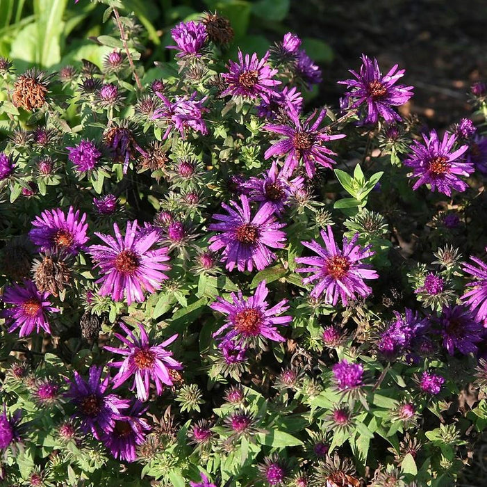 Aster nov-ang. 'Purple Dome'  - Purple Dome New England Aster - Shipped