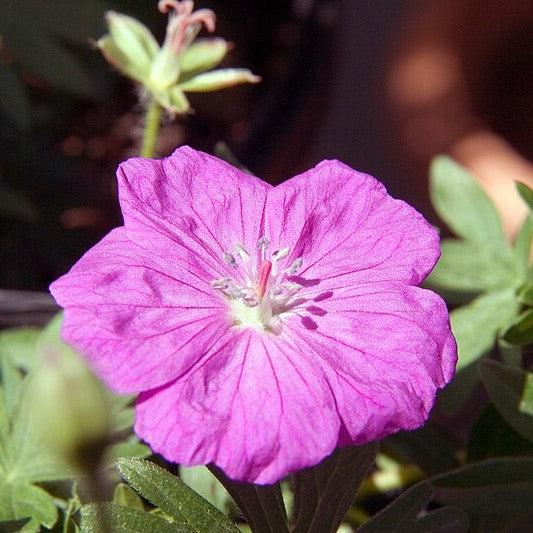 New Hampshire Purple Geranium - Shipped