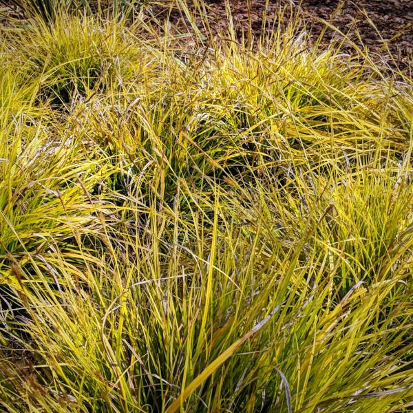 Carex oshimensis 'Everillo' PP#21,002  - EverColor® Everillo Sedge - Shipped