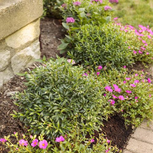 Ilex glabra 'SMNIGAB17'  - Gem Box® Inkberry Holly - Shipped