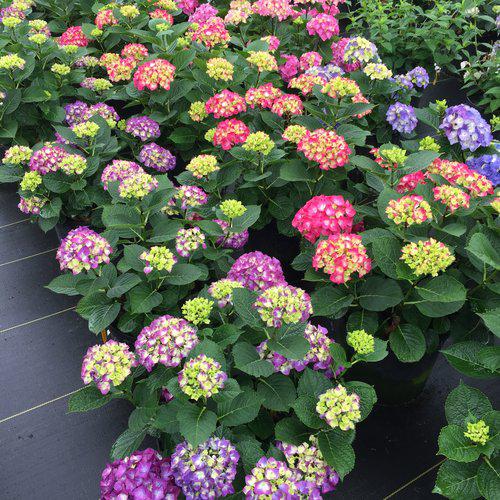 Wee Bit Giddy® Hydrangea - Shipped