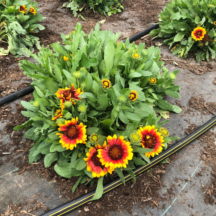 Gaillardia aristata 'Spintop Red Starburst'  - Spintop™ Red Starburst Blanket Flower - Shipped