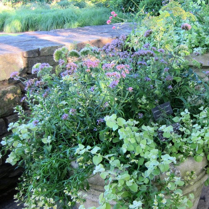 Verbena bonariensis 'Lollipop'   - Lollipop Verbena - Shipped