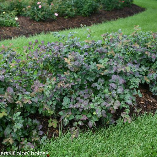 Spiraea x 'SMSMBK'  - Double Play® Blue Kazoo Spirea - Shipped