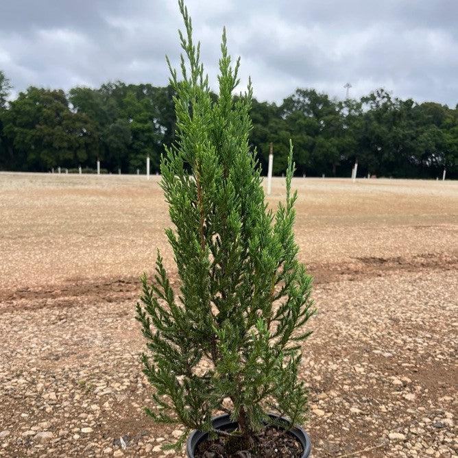 Juniperus chinensis 'Blue Point'  - Blue Point Juniper - Shipped