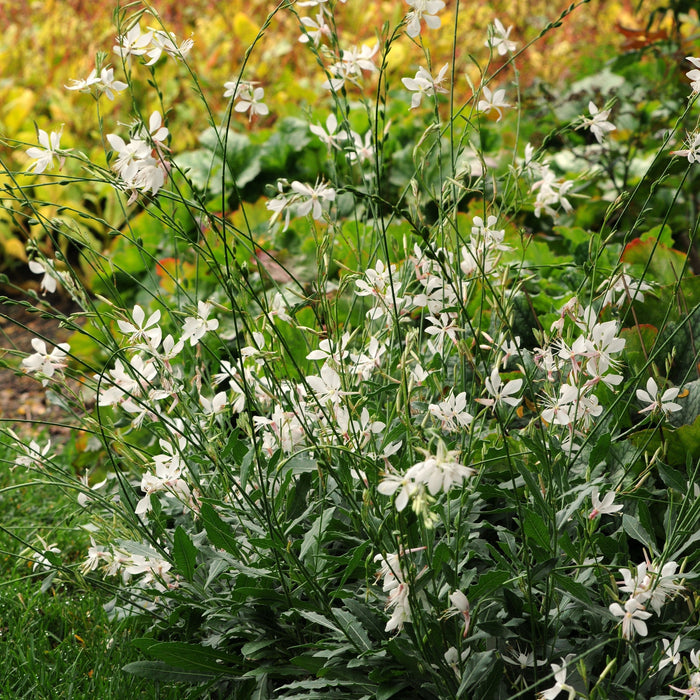 Gaura lindheimeri 'Sparkle White'  - Sparkle White Gaura - Shipped
