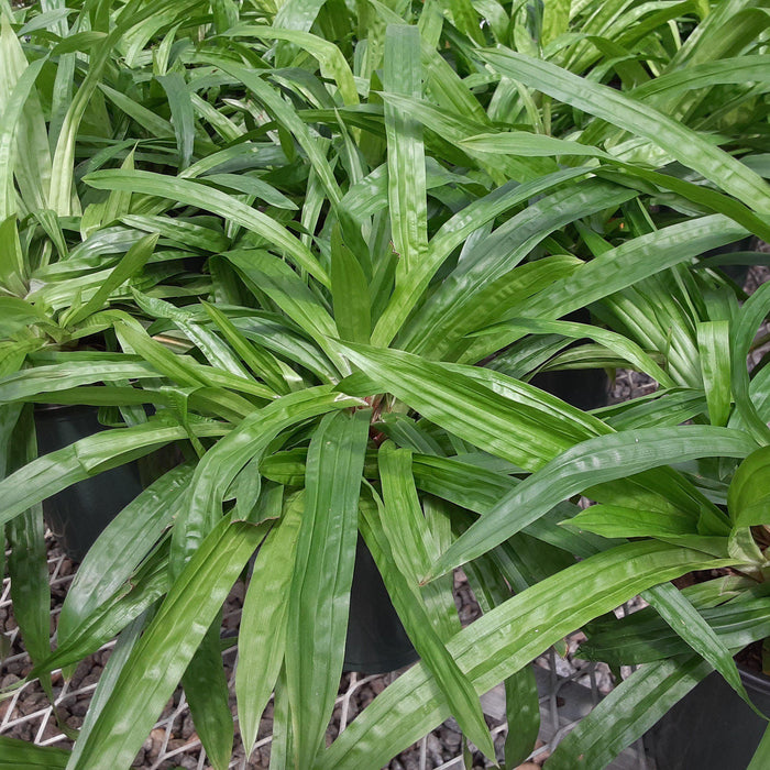 Carex plantaginea  - Seersucker Sedge - Shipped