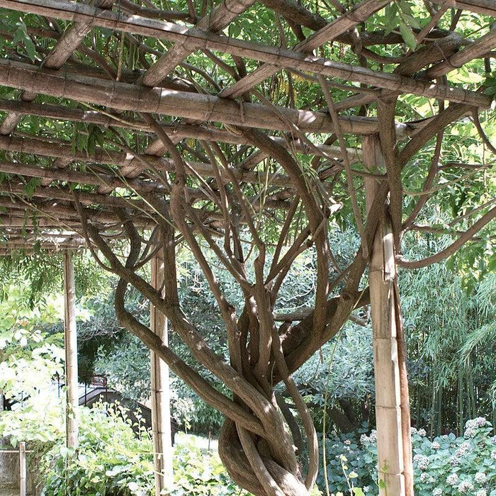 Campsis radicans  - Trumpet Vine - Shipped