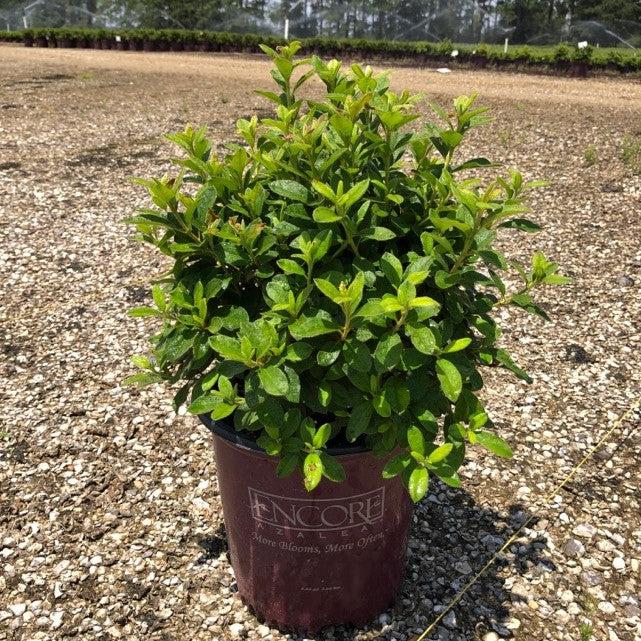Rhododendron ‘Roblex’  - Encore® Autumn Lily™ Azalea - Shipped