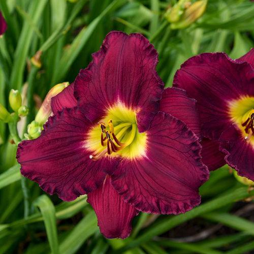 Hemerocallis 'Nosferatu'  - Rainbow Rhythm® Nosferatu Daylily - Shipped