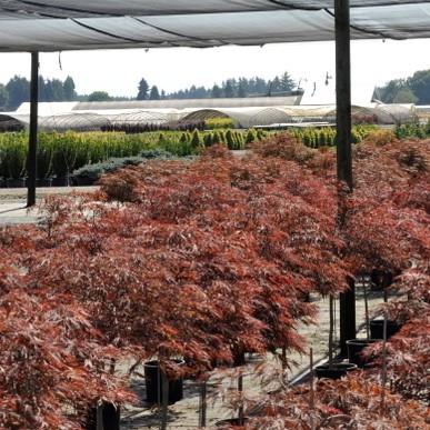 Acer palmatum var. dissectum 'Red Dragon'  - Red Dragon Japanese Maple - Shipped