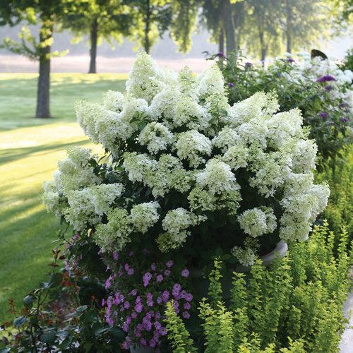 Proven Winners® Color Choice® Bobo® Hydrangea - Shipped