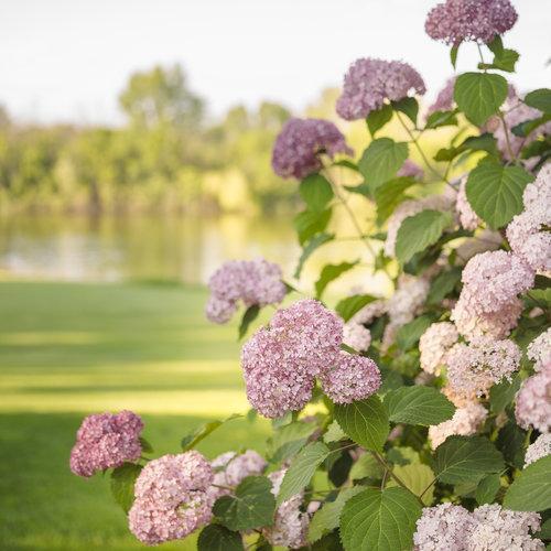 Invincibelle® Spirit II Hydrangea - Shipped