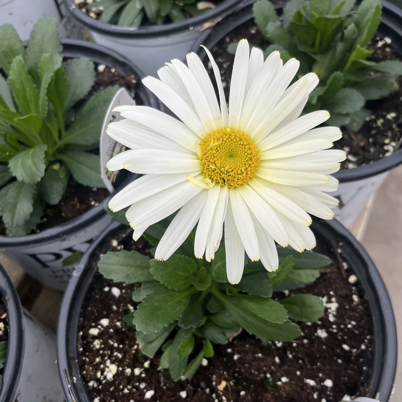 PW® Amazing Daisies® Banana Cream II Shasta Daisy - Shipped