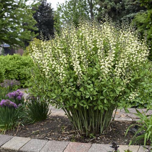Decadence® Vanilla Cream False Indigo - Shipped