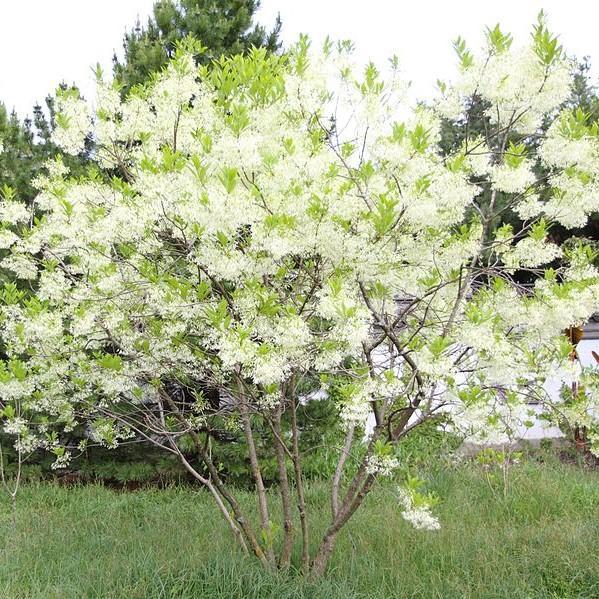 White Fringe Tree - Shipped