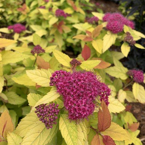 Double Play® Candy Corn® Spirea - Shipped