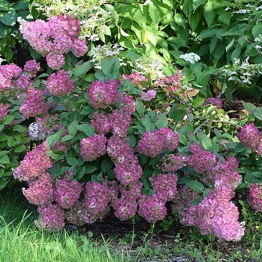 First Editions® Strawberry Sundae® Hydrangea - Shipped