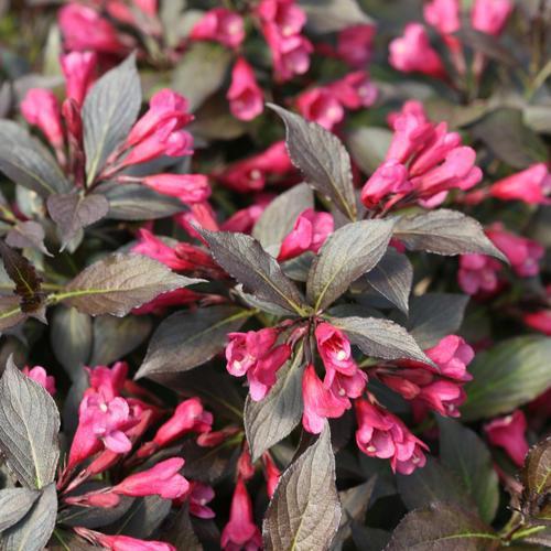 Spilled Wine® Weigela - Shipped