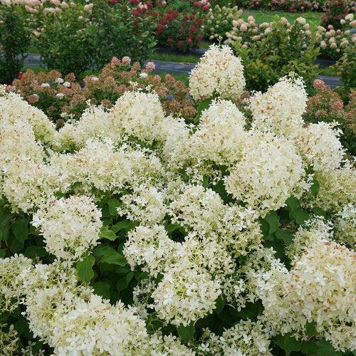 PW® Puffer Fish® Hydrangea - Shipped