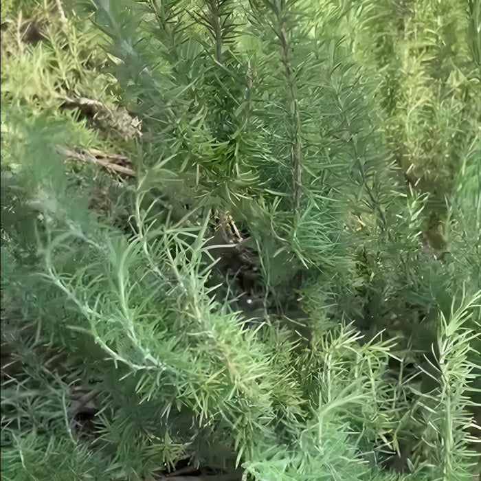 Rosmarinus officinalis 'Salem'  - Salem Rosemary - Shipped