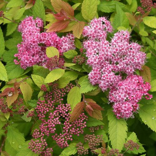 Double Play® Big Bang Spirea - Shipped