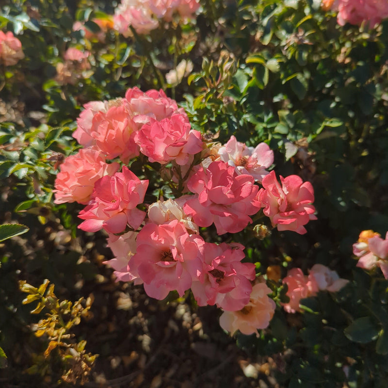Peach Drift® Rose - Shipped