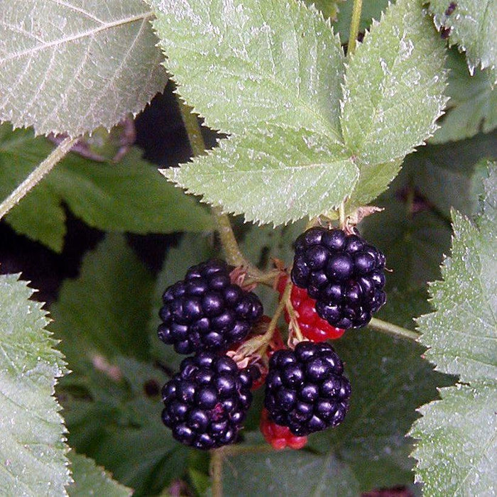 Rubus 'Black Satin'  - Black Satin Blackberry - Shipped