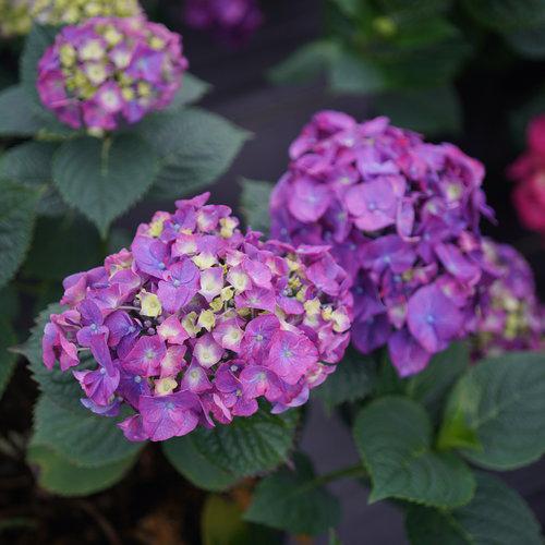 Let's Dance® Big Band® Hydrangea - Shipped