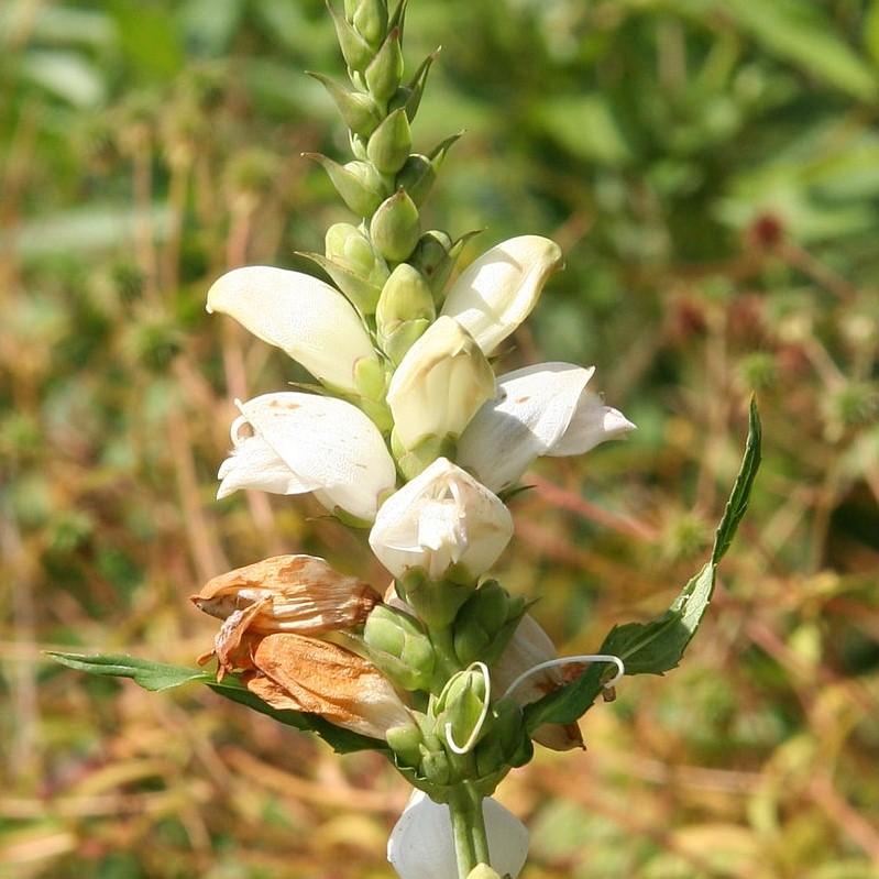White Turtlehead - Shipped
