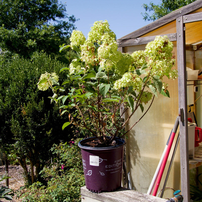 First Editions® Berry White® Hydrangea - Shipped