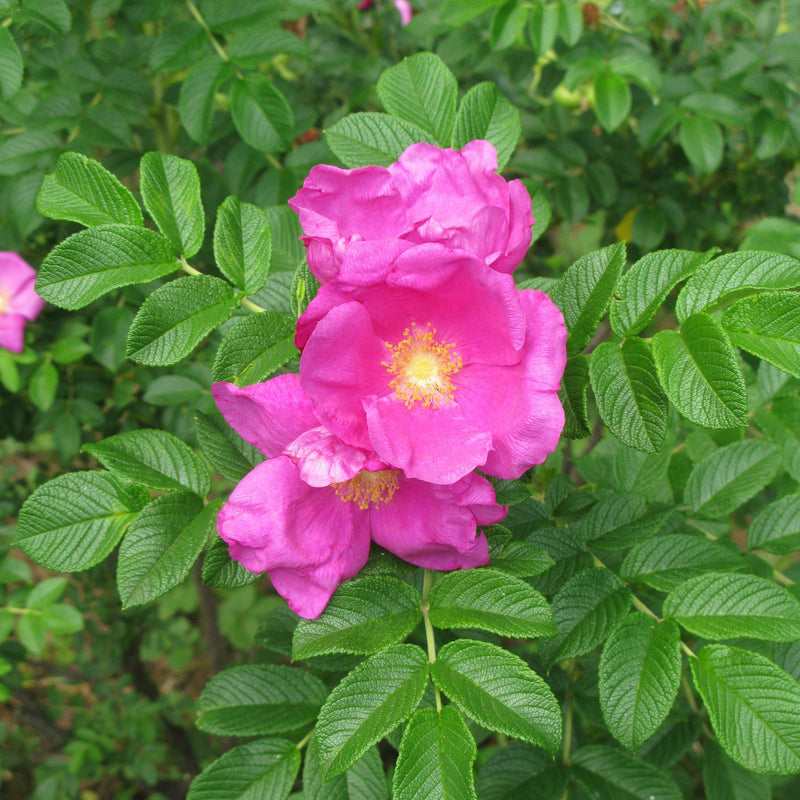 Rugosa Rose - Shipped