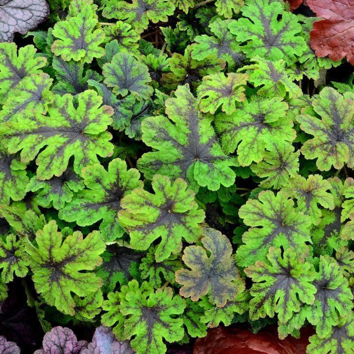 Tiarella 'Fingerpaint'  - Fingerpaint Foam Flower - Shipped