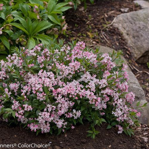 Yuki Cherry Blossom® Deutzia - Shipped