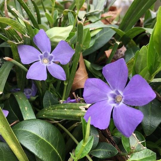 Bowles Periwinkle - Shipped